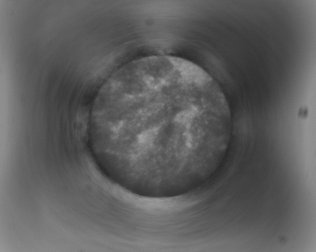 X0000110710030200907022033