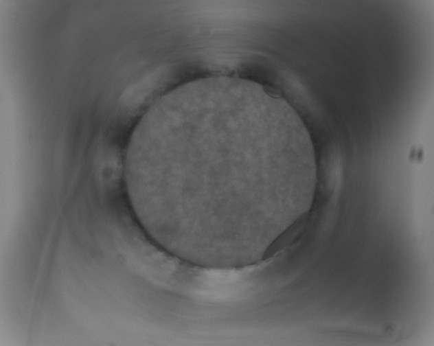 X0000110710037200907022033