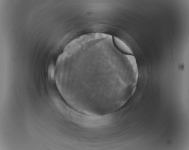 X0000110710046200907022033