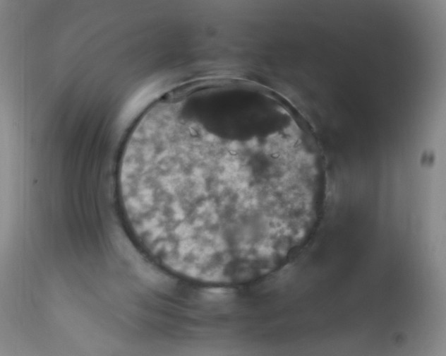 X0000110710053200907022032