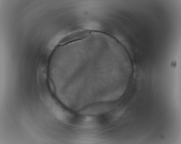 X0000110710060200907022032