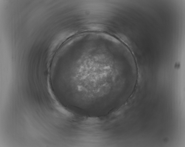 X0000110710097200907022032