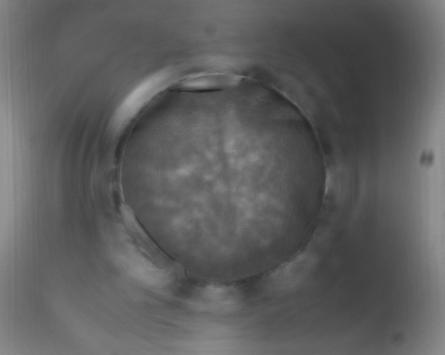 X0000110710101200907022032