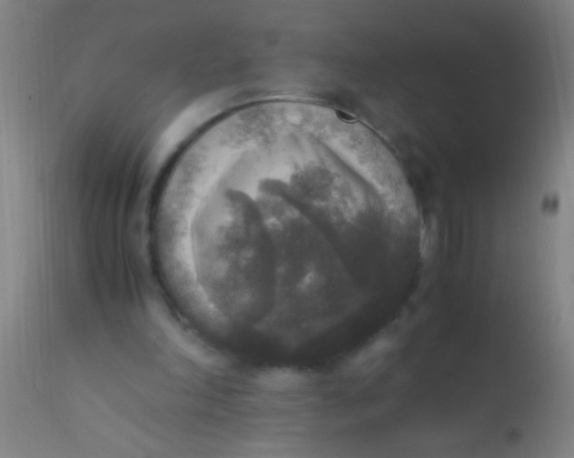 X0000110710198200907022031