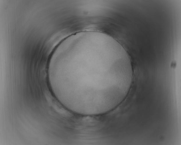 X0000110710290200907022029