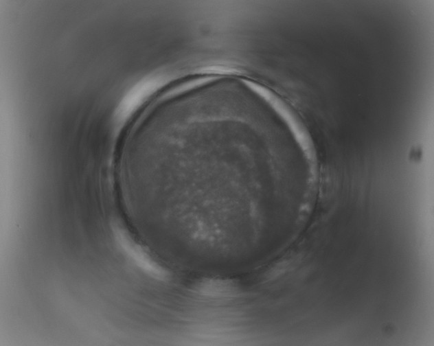 X0000110710296200907022029