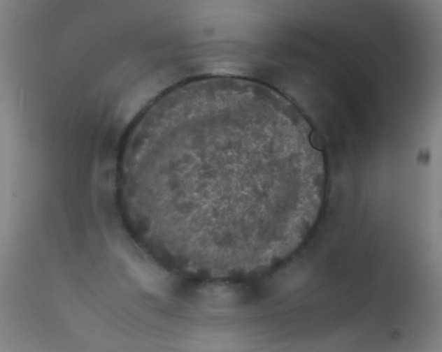 X0000110710299200907022029