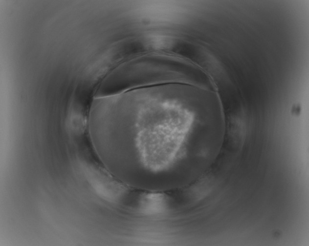 X0000110710324200907022029