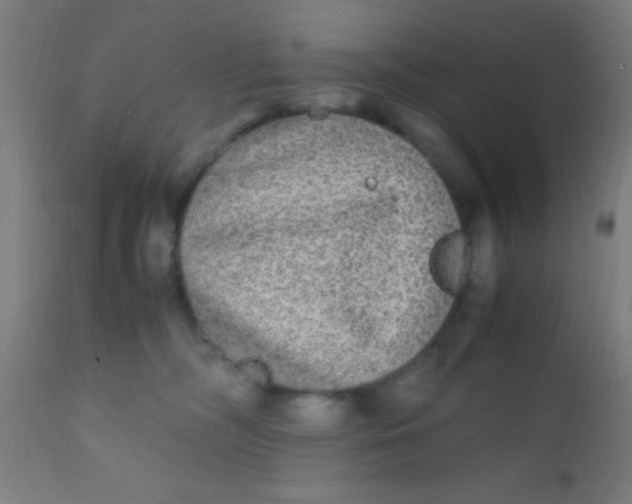 X0000110710326200907022029