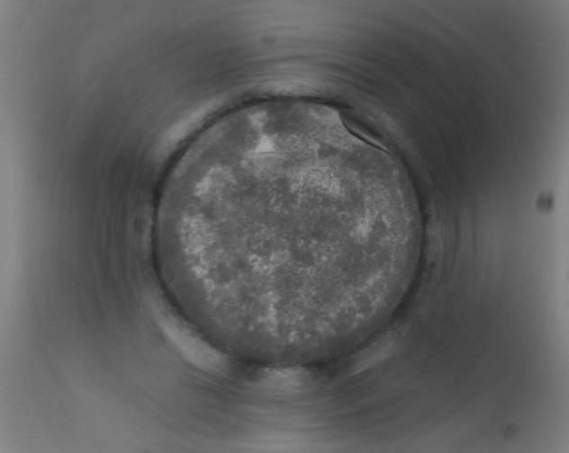 X0000110710446200907022027