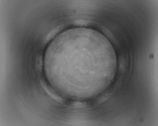 X0000110710494200907022026