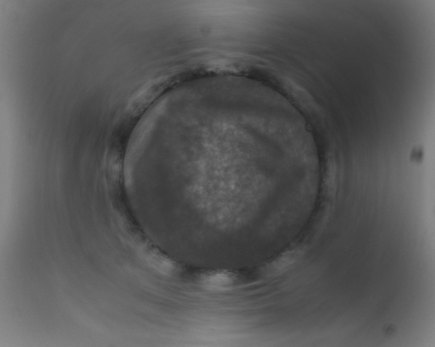 X0000110710513200907022026