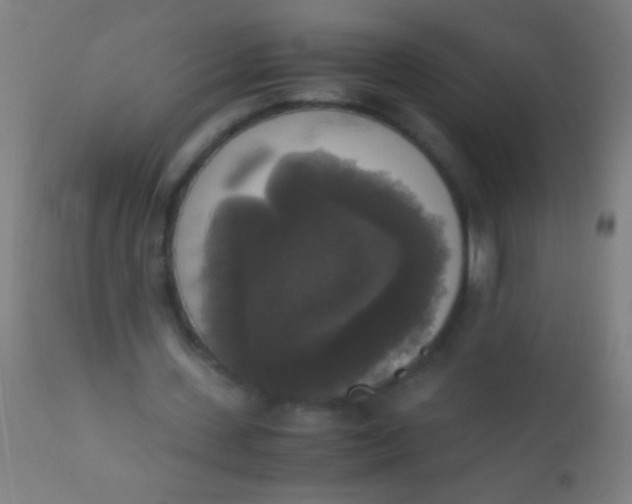 X0000110710531200907022025