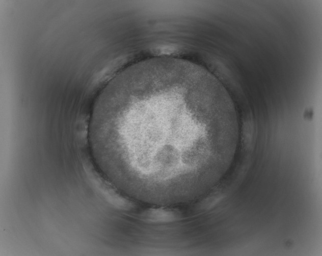 X0000110710545200907022025