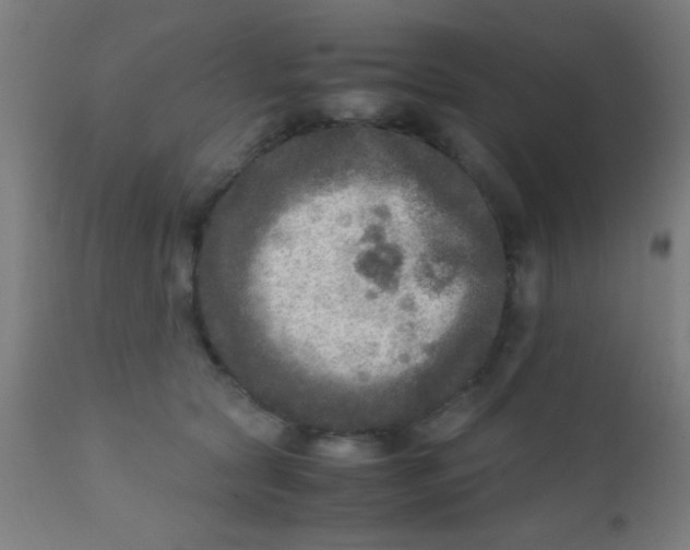 X0000110710561200907022026