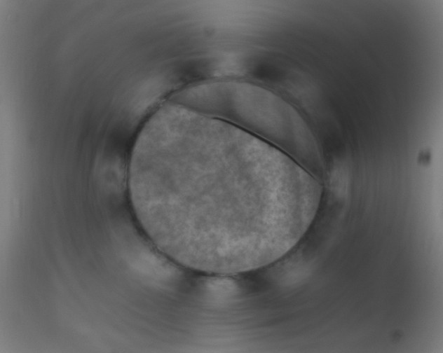 X0000110710572200907022026