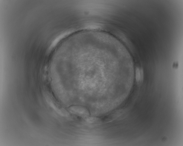 X0000110710579200907022025