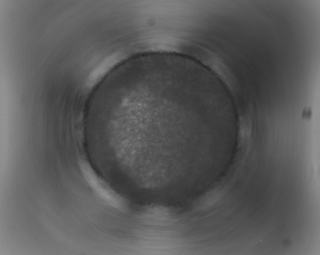 X0000110710677200907022023