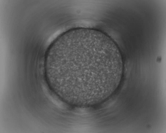 X0000110710679200907022023