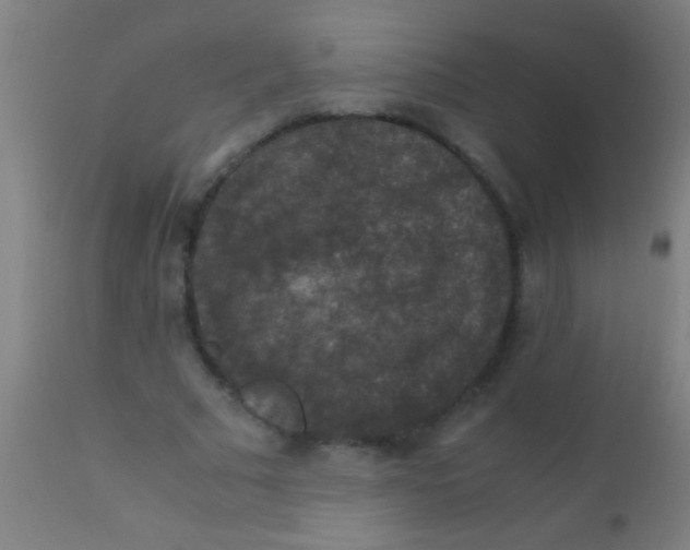 X0000110710681200907022023
