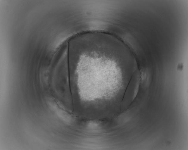 X0000110710684200907022023