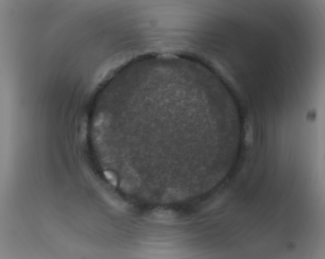 X0000110710685200907022023