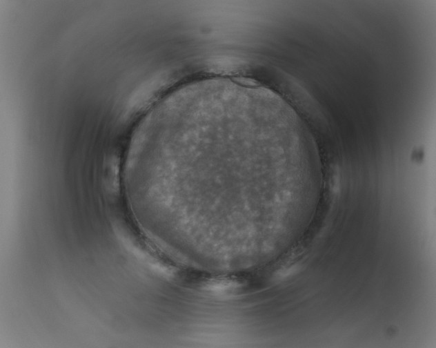 X0000110710696200907022023
