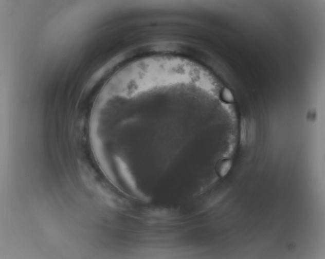 X0000110710723200907022022