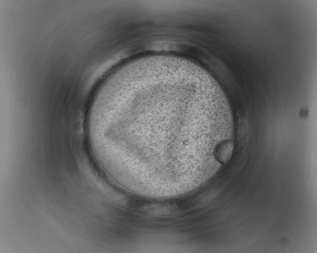 X0000110710727200907022022