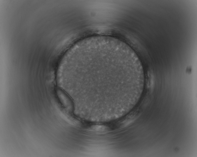 X0000110710748200907022022