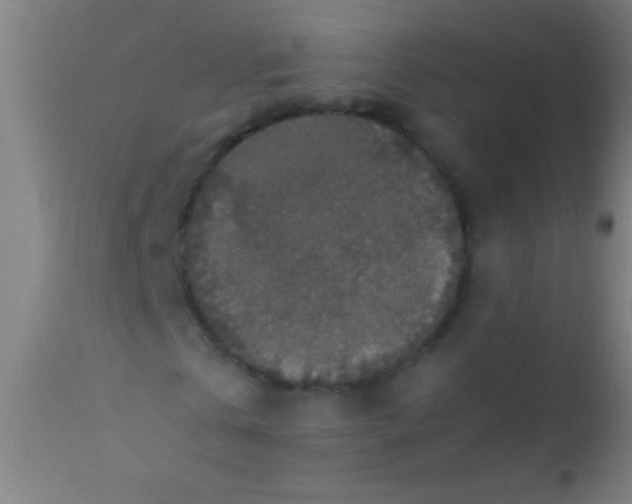 X0000110710769200907022022