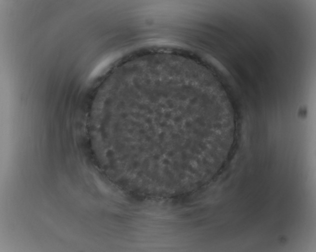 X0000110710775200907022022