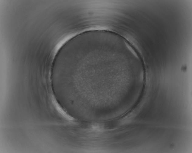 X0000110710797200907022021