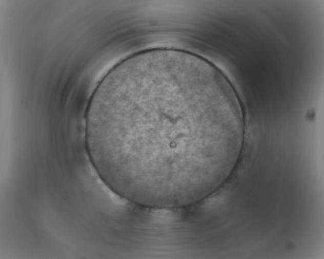 X0000110710807200907022021
