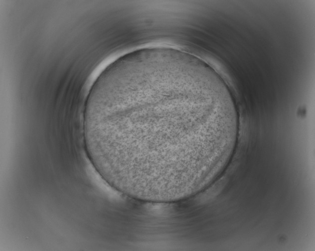 X0000110710808200907022021