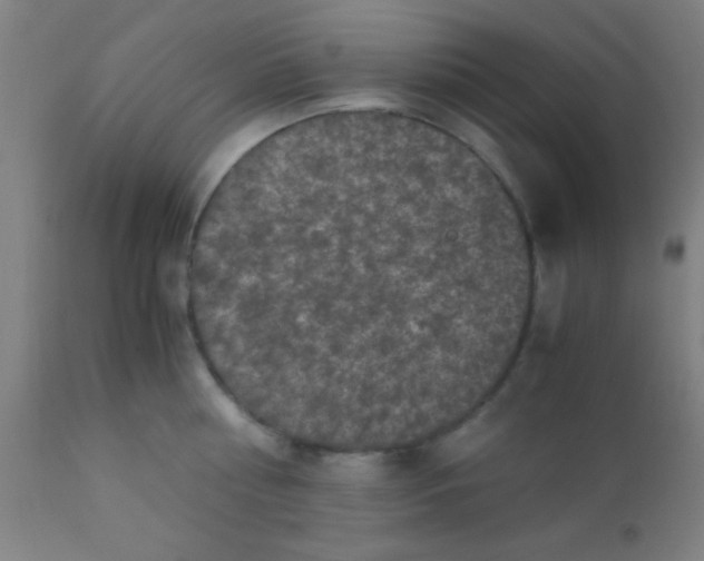 X0000110710810200907022021