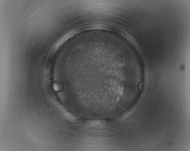 X0000110710826200907022020