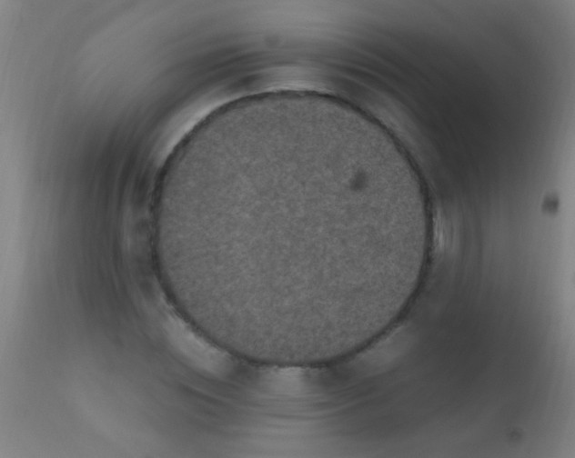 X0000110710828200907022021