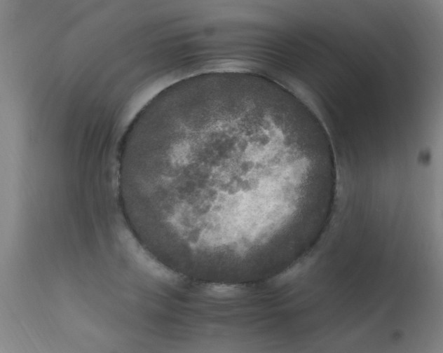 X0000110710835200907022021