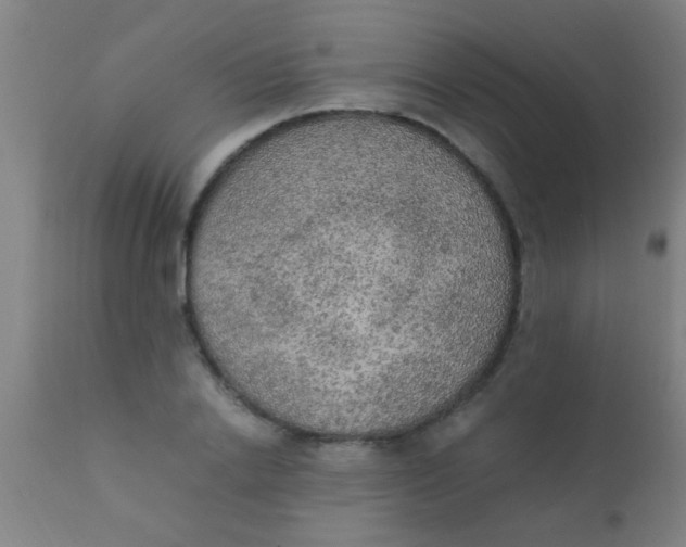 X0000110710838200907022021