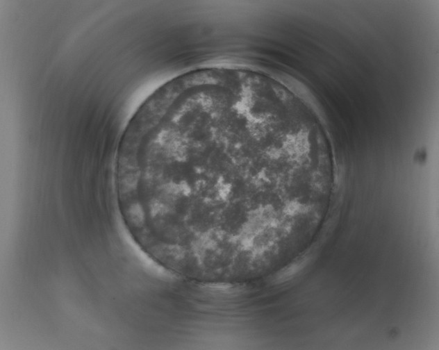 X0000110710855200907022021