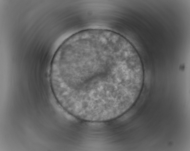 X0000110710856200907022021