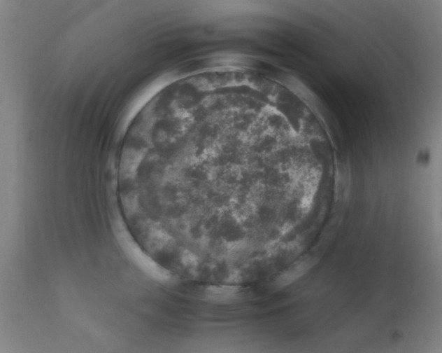 X0000110710859200907022021
