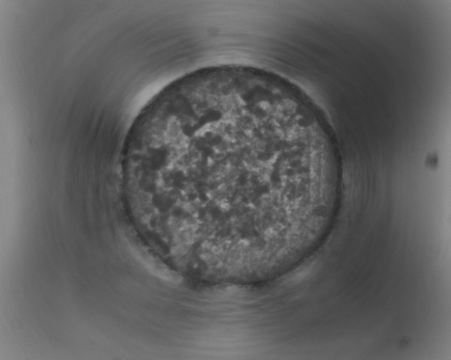X0000110710879200907022020