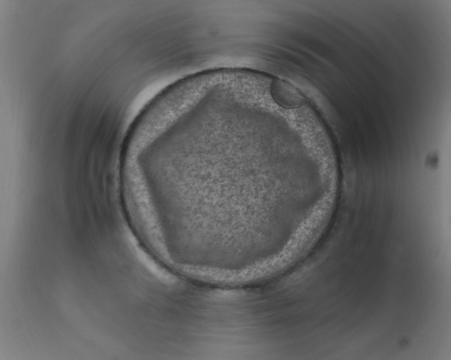 X0000110710894200907022020