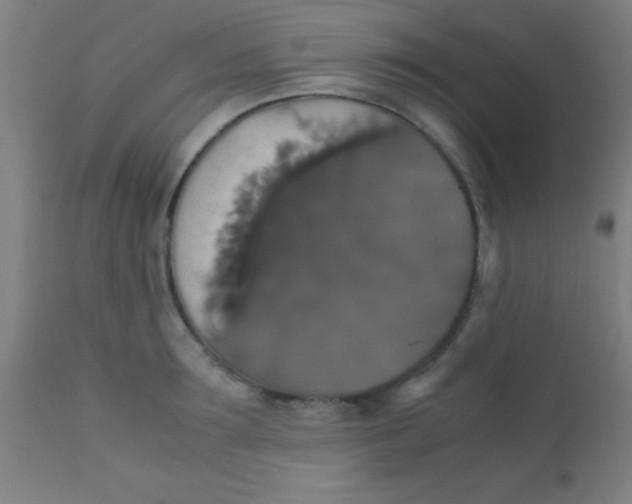 X0000110710899200907022020