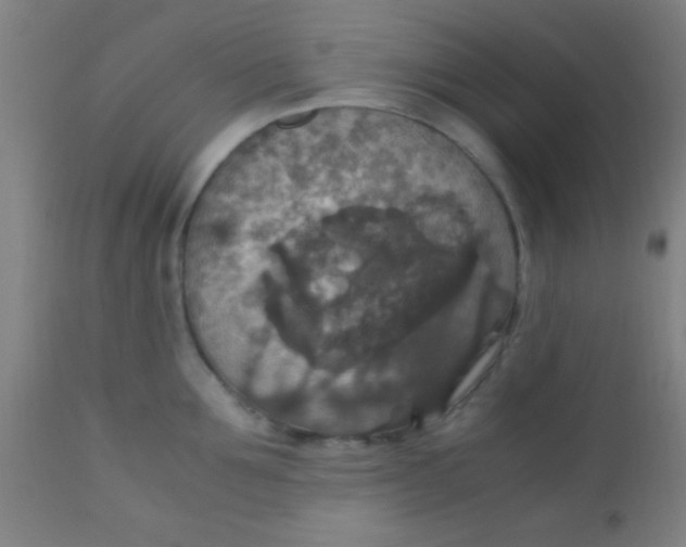 X0000110710907200907022020