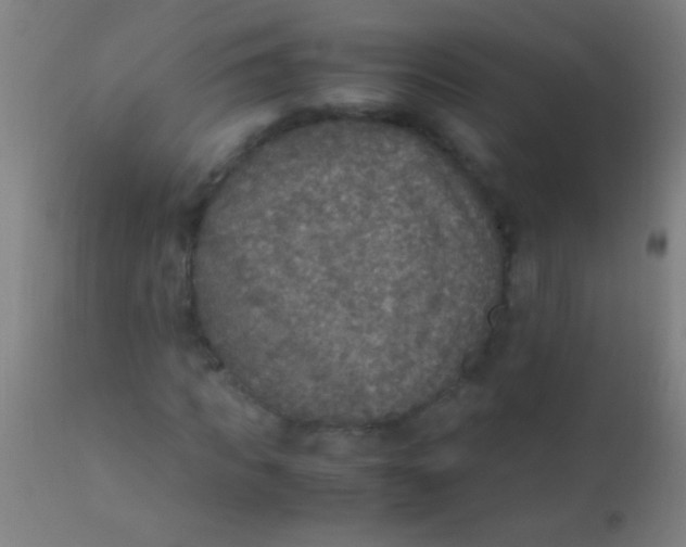 X0000110710917200907022019