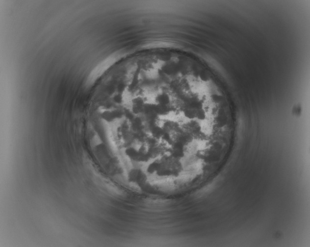X0000110710921200907022019