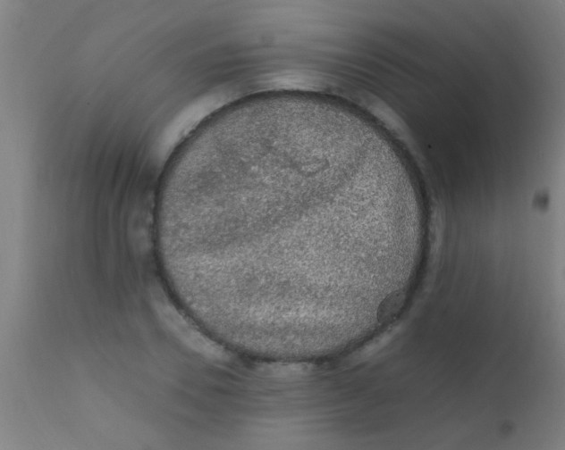 X0000110710930200907022019
